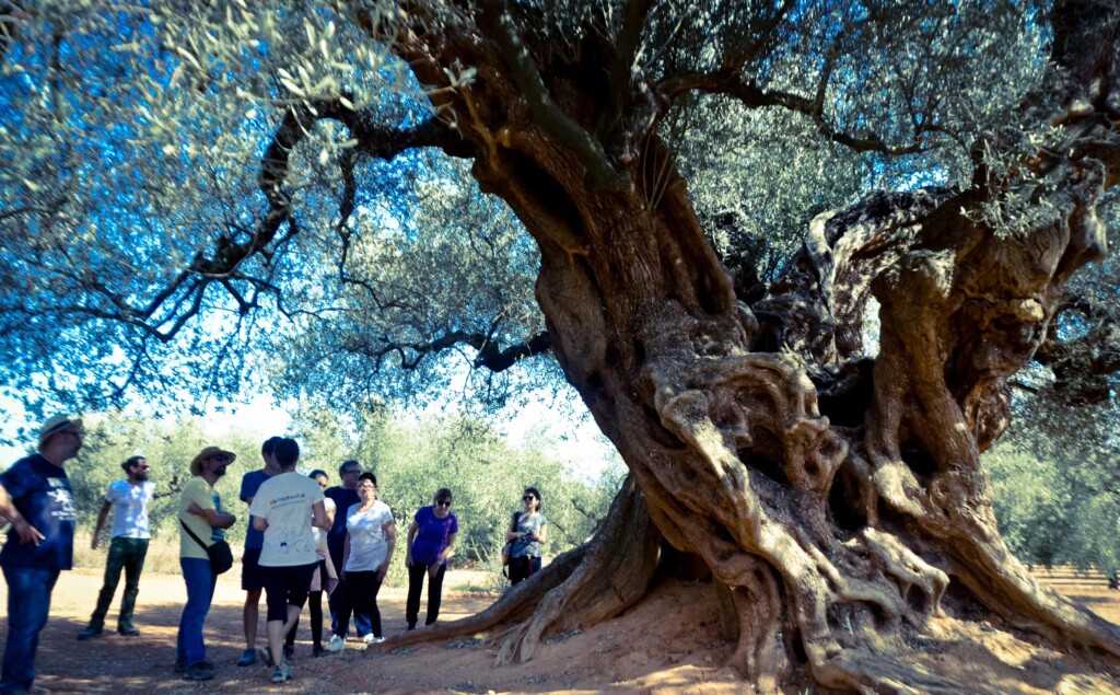 LES OLIVERES MIL·LENÀRIES DEL MAESTRAT